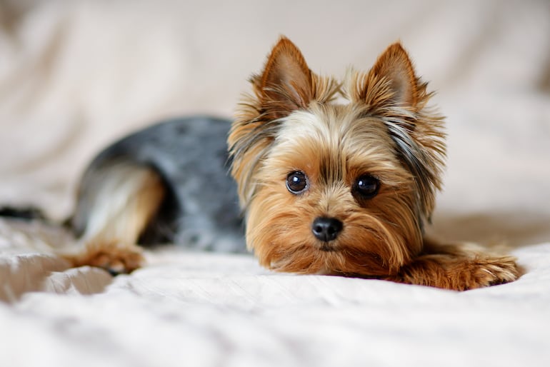 Perro de raza Yorkshire Terrier.