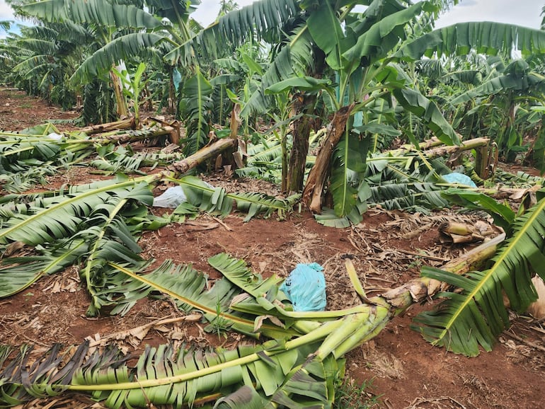 Plantaciones de banana destruidas tras fuerte temporal en Tembiaporã.