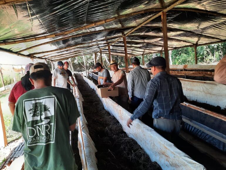 Las camas para las lombrices californianas en donde se producirá el humus solido y liquido.