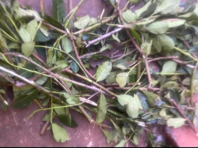 Crisis de la Yerba en Itapúa: quemó su producción que fue rechazada en secadero del intendente de Mayor Otaño.