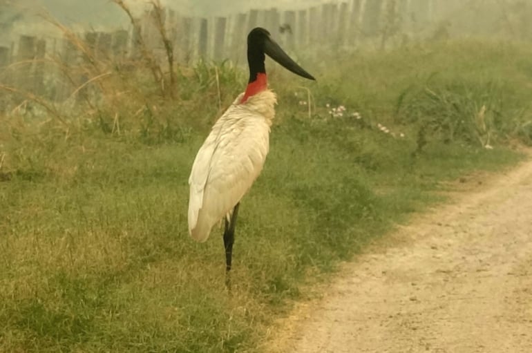 Animales silvestres son afectados por el fuego y el humo tóxico de los incendios forestales.