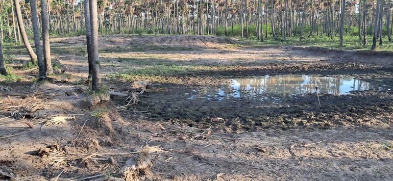 La mayoría de los tajamares están secos y los animales no poseen fuentes de agua.