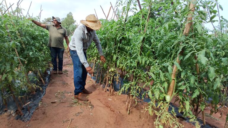 Los productores Ruperto y Gustavo Benítez, trabajando por sus plantas tras las fuertes lluvias en Caaguazú.