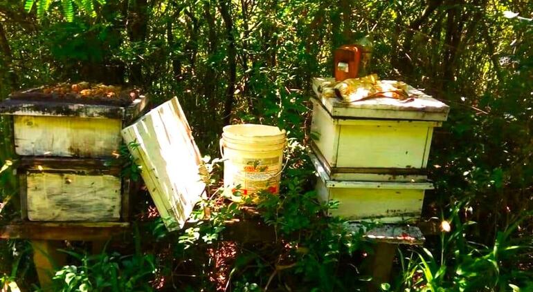 Cajas con colmenares de abejas. La miel cosechada será comercializada en la Expo Frutas.