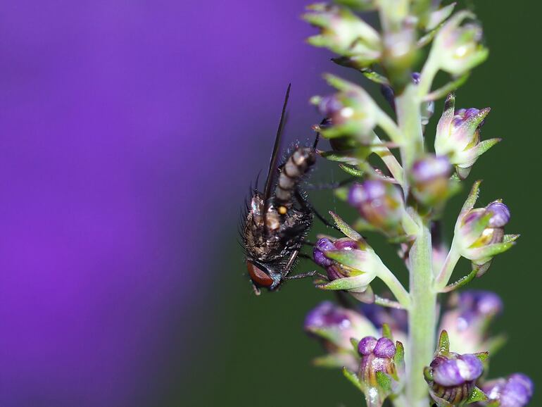 La extinción de especies, especialmente las que desempeñan roles clave como la polinización, puede causar el colapso de ecosistemas completos.