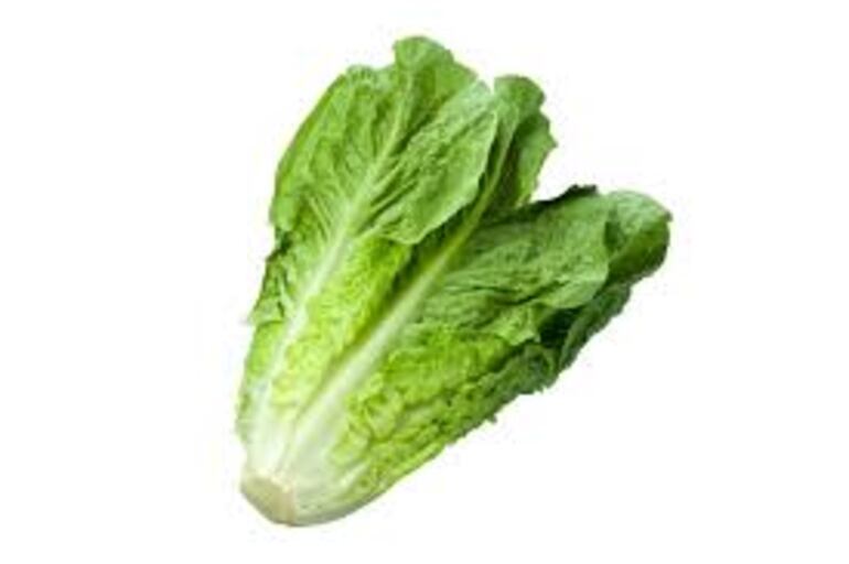 lechuga blanca