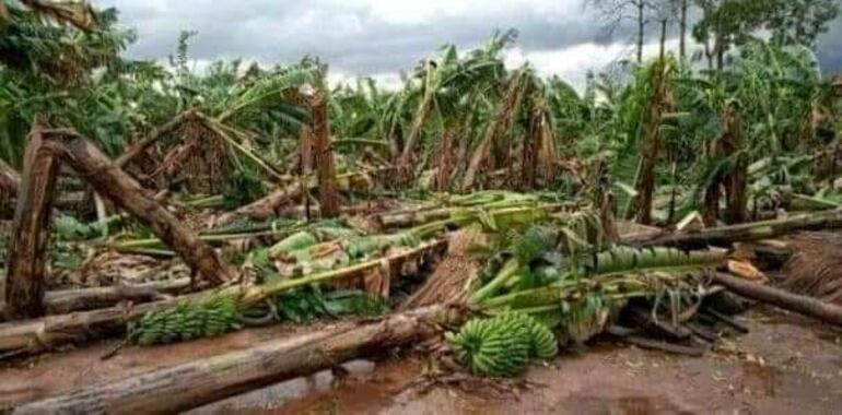 Plantaciones de bananas destruidas por el temporal.