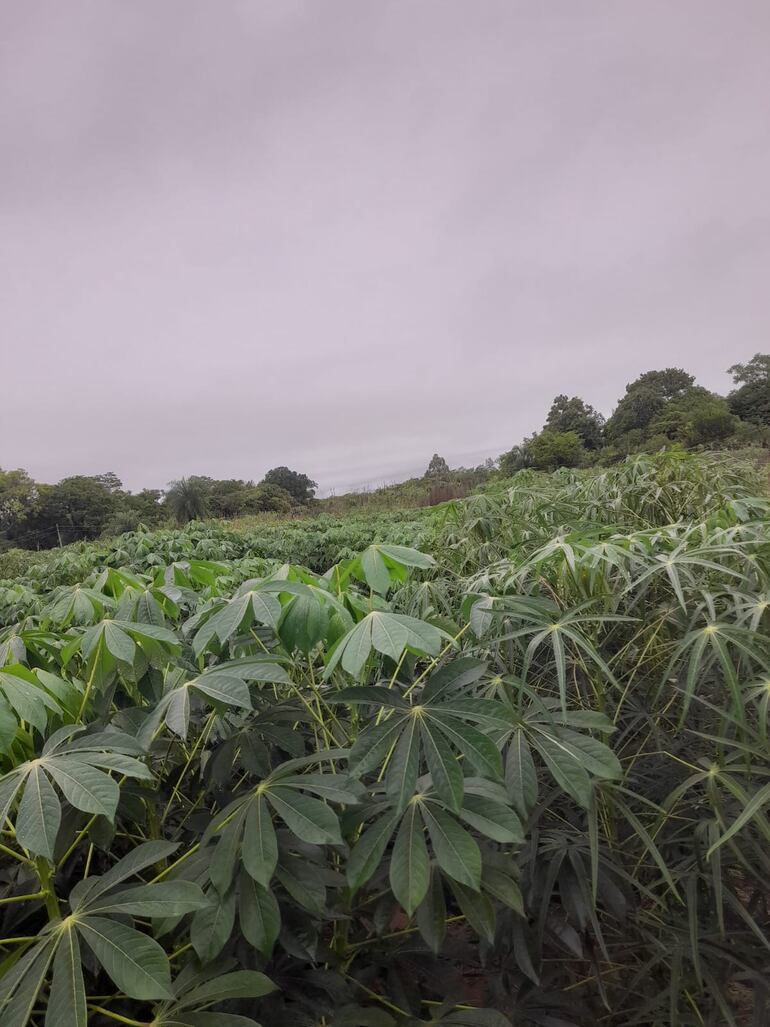 Las precipitaciones caídas en el departamento de Paraguarí benefician al cultivo de mandioca, que está en proceso de crecimiento.