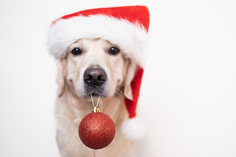 Perro en Navidad.