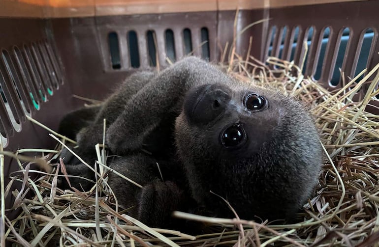 Fotografía cedida por ASOCARS de una cría de mono churuco rescatada este miércoles en Neiva (Colombia). Veterinarios rescataron a una cría de mono churuco que fue extraída de su hábitat natural en el departamento colombiano del Caquetá (sur) y permanecía como mascota en un hogar de la ciudad de Neiva, informaron las autoridades colombianas.