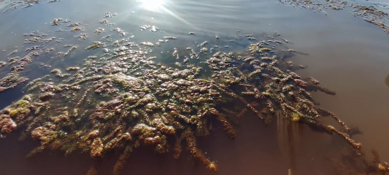 Así de sucias y desagradable están las aguas de los arroyos Potï'y y Kuri-y.