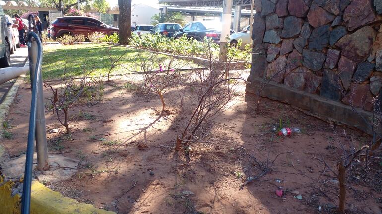 Así  está el cantero del Hospital Central donde hace un año se “montó” un jardín tras la publicación de nuestro diario.