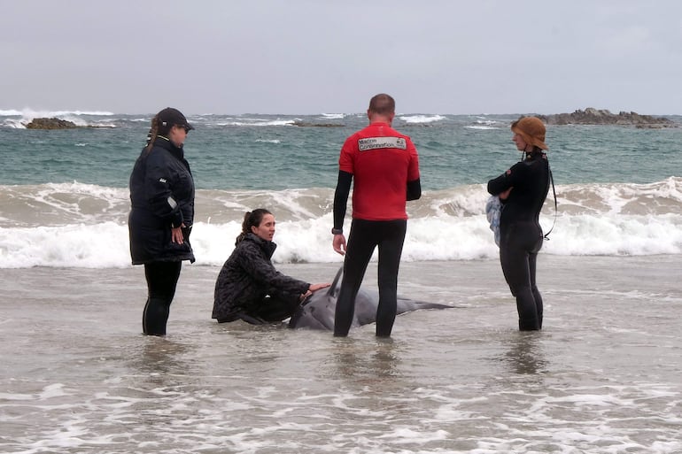 Una foto de distribución tomada y publicada el 19 de febrero de 2025 por el Departamento de Recursos Naturales y Medio Ambiente de Tasmania muestra a funcionarios trabajando con delfines varados en una playa cerca del río Arthur, en la costa oeste de Tasmania.

