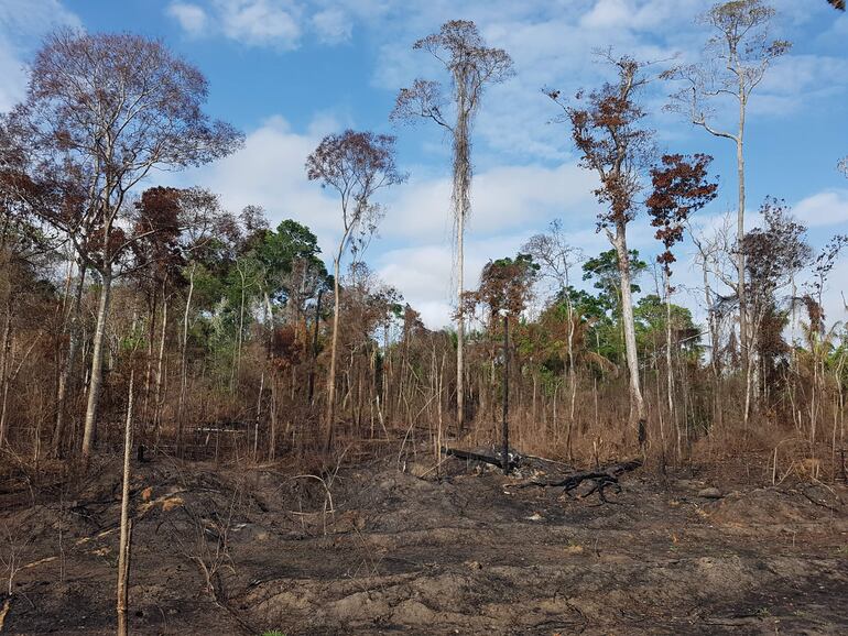 Brasil, con 1,8 millones de hectáreas de bosques arrasados, representa el 43% de los bosques tropicales que han desaparecido en el planeta en 2022.