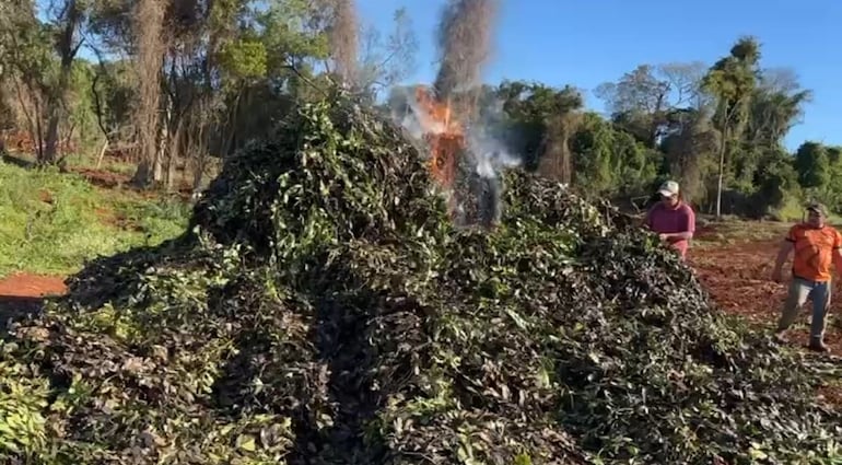 Productor quemó su 17.000 kg de yerba que fue rechazada en secadero del intendente de Mayor Otaño.