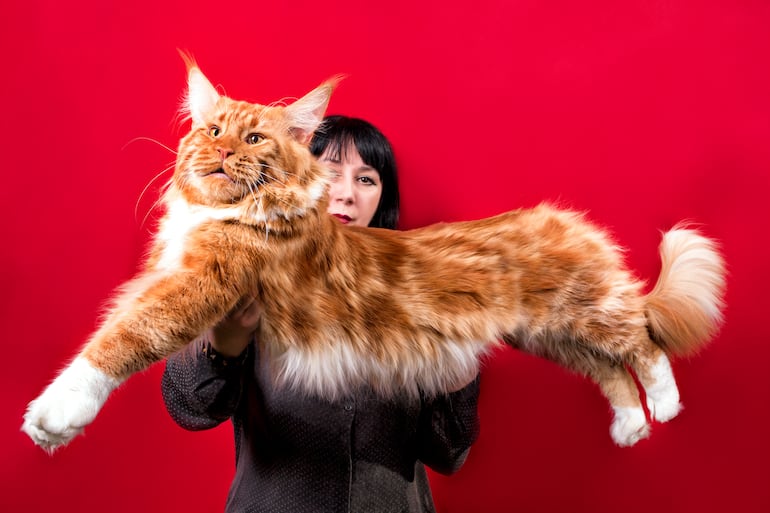 Gato Maine Coon.