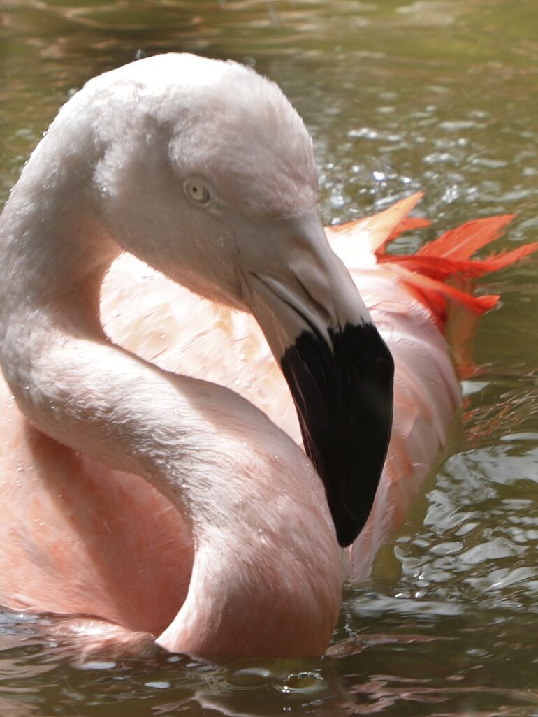 SUNKEN GARDENS ST PETERSBURG FLORIDA ESTADOS UNIDOS FLAMENCO