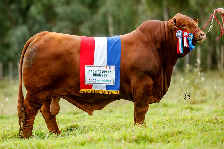 Toro paraguayo es el mejor Brangus del mundo