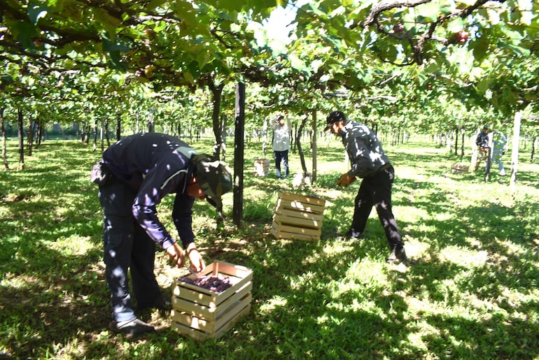 Productores de uva se preparan para la Expo Frutas en La Colmena.