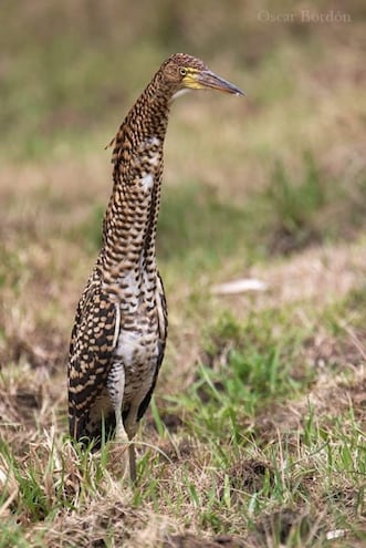 Hoko pytã (ssp. Tigrisoma lineatum marmoratum) adulto, foto gentileza de Oscar Bordón, Naturaleza de Paraguay en fotografía.