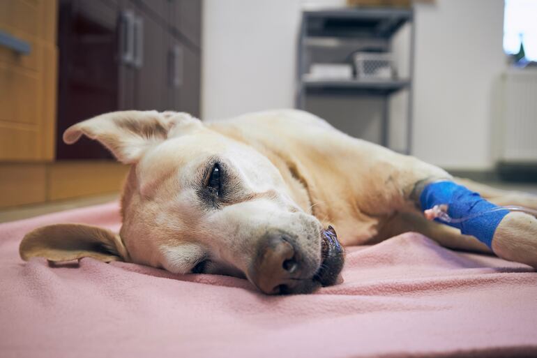 Sacrificar a una mascota es doloroso y difícil.