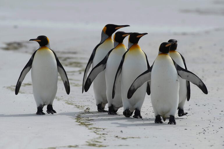 Pingüinos en las Islas Malvinas. 