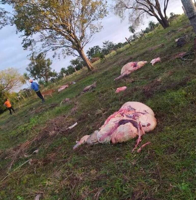 Piden castigo más severo para los abigeos.