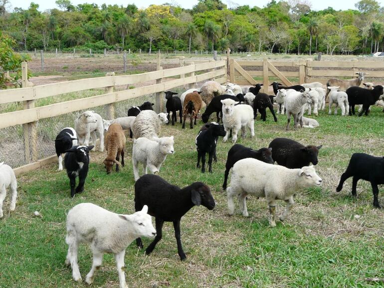 La mesa Paraguaya de Carne Sostenible invita a profesionales y universitarios al Congreso sobre Ganadería Sostenible en Paraguay.