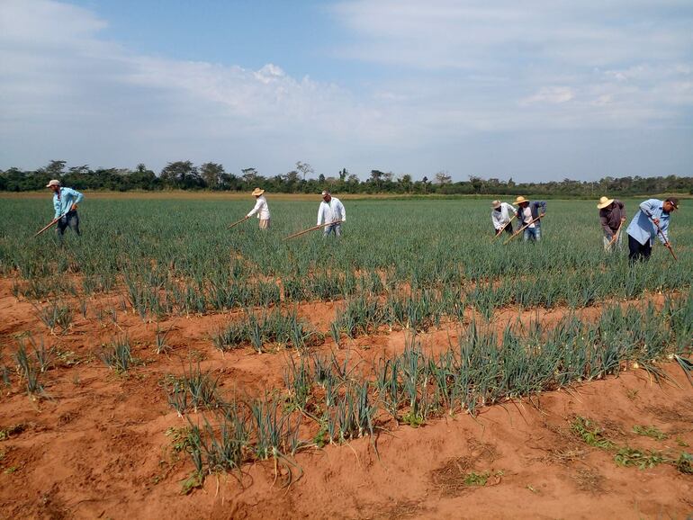 Esta plantación  de cebolla corresponde a una parcela ubicada en el distrito de Itacurubí del Rosario.