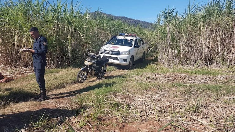 Al costado de un cañaveral faenaron dos animales vacunos en La Colmena.