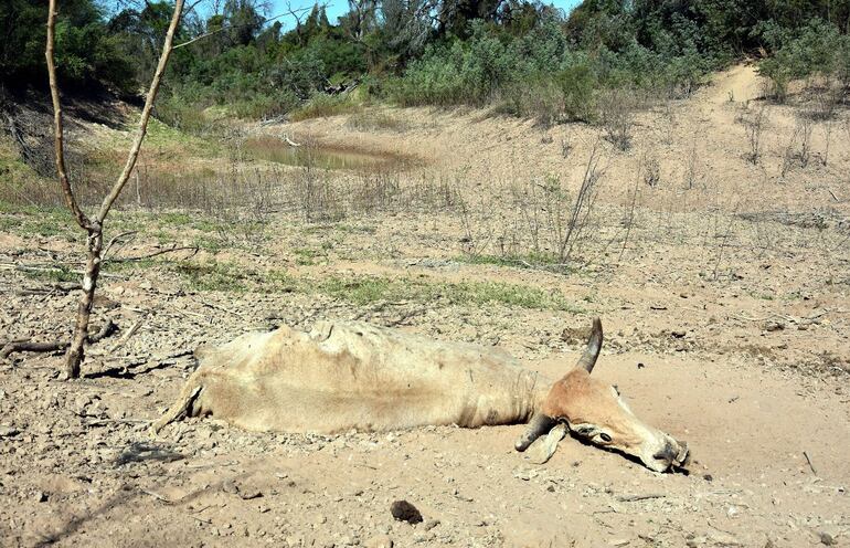 Los periodos de sequía no son raros en la zona del río Pilcomayo, ya que cuando las aguas no ingresan por los sedimentos escenas de animales muriendo de sed son frecuentes. Imagen archivo