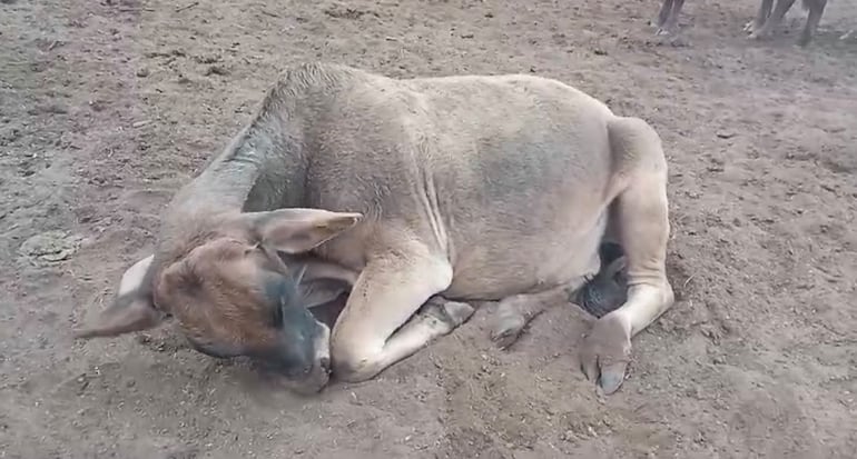 Videos viralizados en las redes sociales en los últimos días revelan un panorama surrealista y desolador de animales vacunos de diversas zonas del Chaco debilitados y consumiendo tierra para morir poco después. Imagen captura de video.