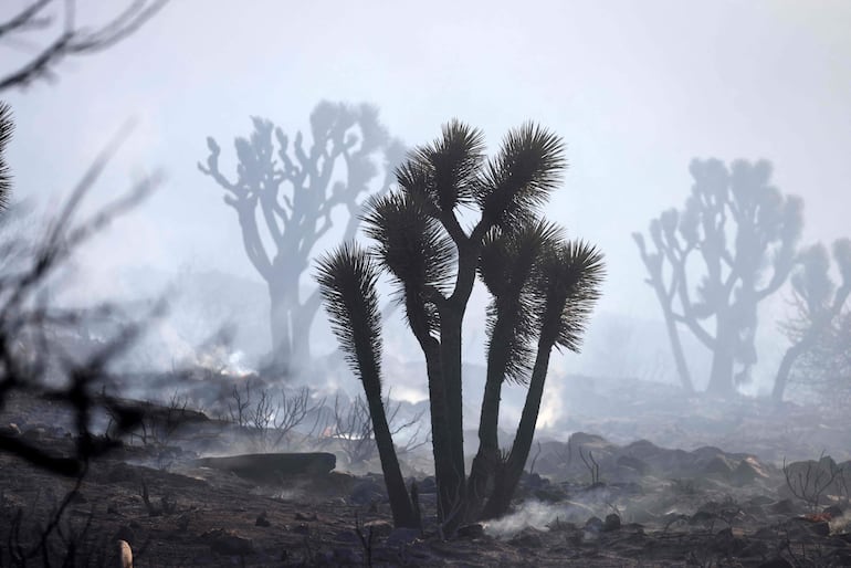 El incendio Bridge es uno de los tres incendios fuera de control que han estallado en la segunda ciudad más grande de Estados Unidos, alimentados por una dura ola de calor y avivados por ráfagas de viento.