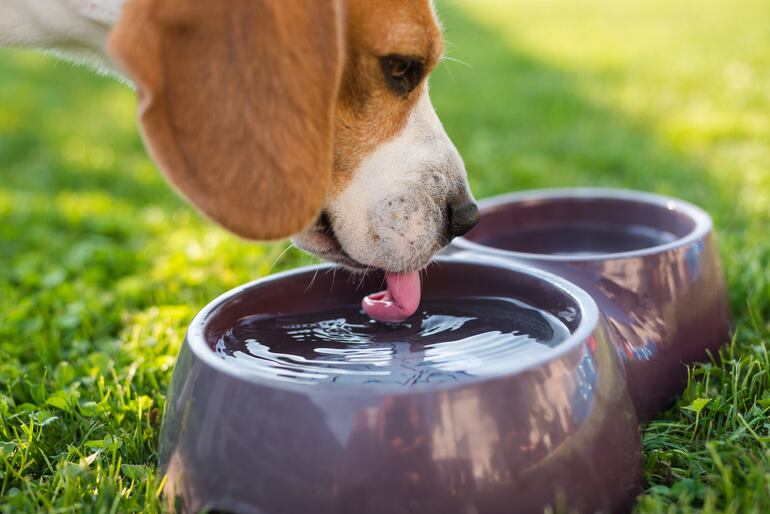 Perro beagle tomando agua.