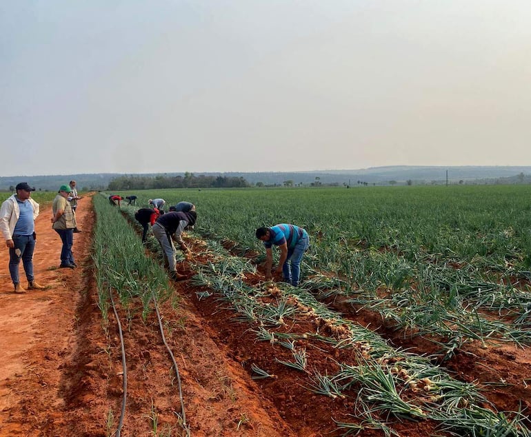 Trabajadores de la finca agrícola, acompañados por técnicos del Senave, verifican los bulbos de la cebolla recientemente cosechados en Yrybucuá.