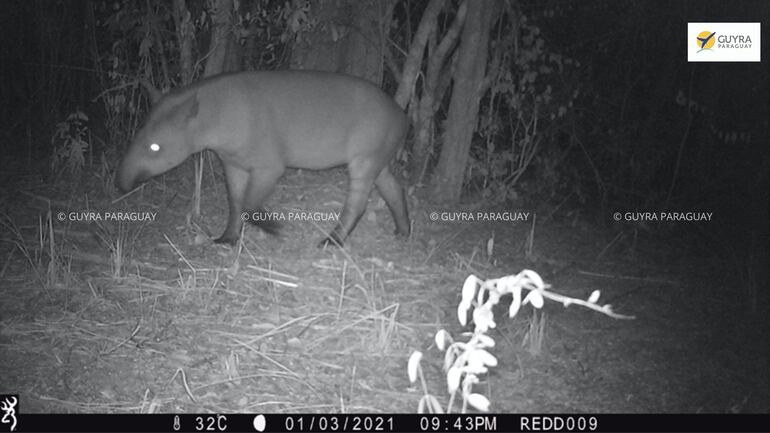 Algunos registros de biodiversidad en bosques protegidos gracias a créditos de carbono en el Chaco. En la foto, aparece un mborevi o Tapirus terrestris.