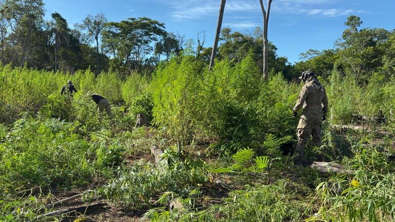 Desmantelan tres hectáreas de plantación de marihuana.