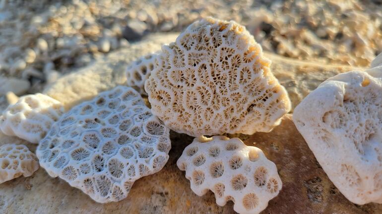 Fósil de coral.