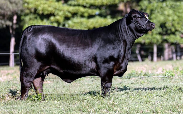 La Tamy se consagró campeona del Nacional de Otoño y es el animal de más alto costo en el Paraguay. Ahora está preñada.