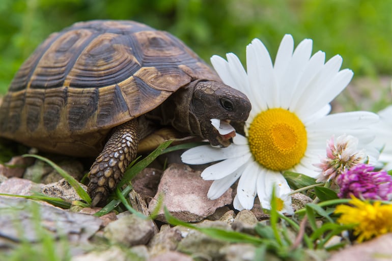 La alimentación adecuada de la tortuga depende de la región de origen de los animales y de las estaciones del año.