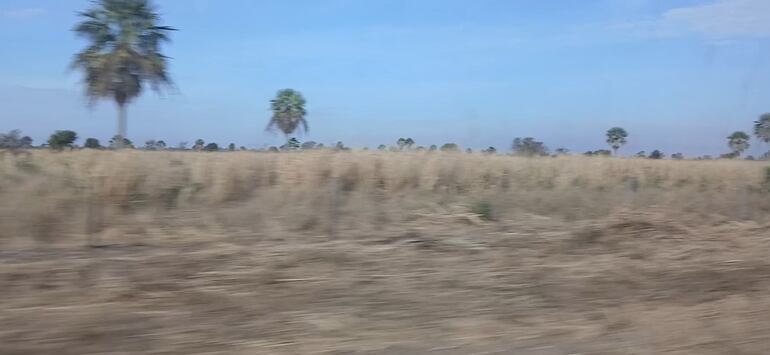 Así se encuentran los campos ganaderos en el Alto Paraguay.