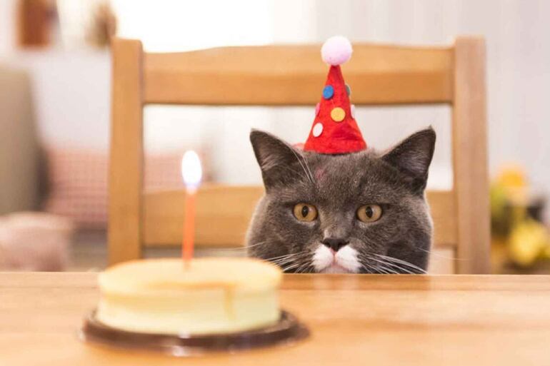 Gatito cumpliendo años