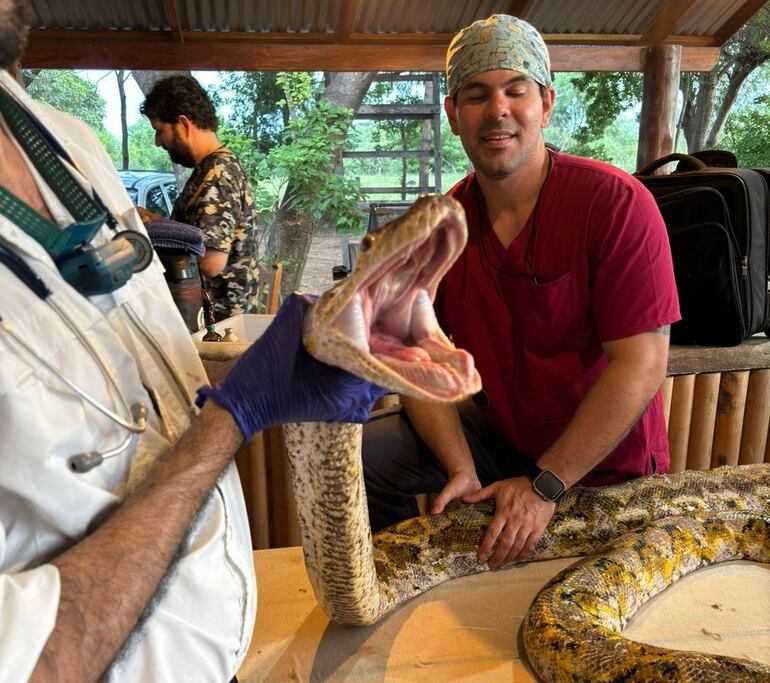 Las más diversas especies reciben asistencia en el Refugio Urutaú.