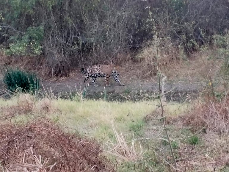 Docente de Fuerte Olimpo se encontró con un yaguareté.