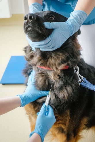 El viernes se brindará atención veterinaria gratuita en Asunción. (Imagen ilustrativa)