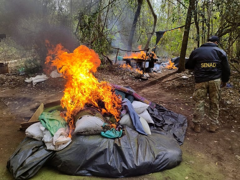 Desbaratan campamentos donde se producía marihuana.