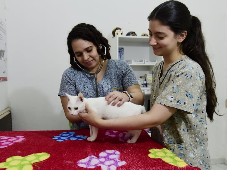 Las veterinarias Tania Bendlin y Ximena Céspedes inspeccionan a un gato en una clínica especializada en felinos.