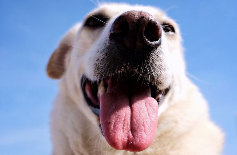 Un perro con la lengua afuera