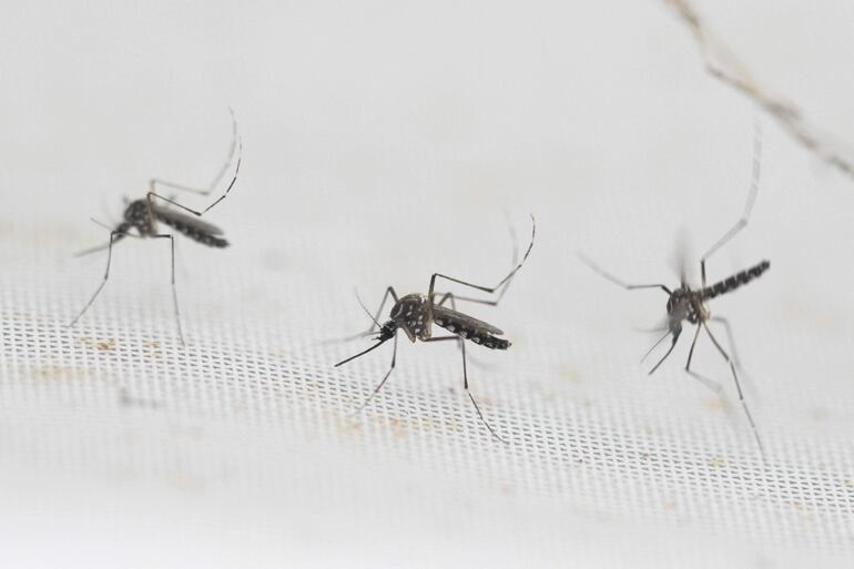 Mosquitos Aedes aegypti transmisores del dengue, zika y la chikunguña.