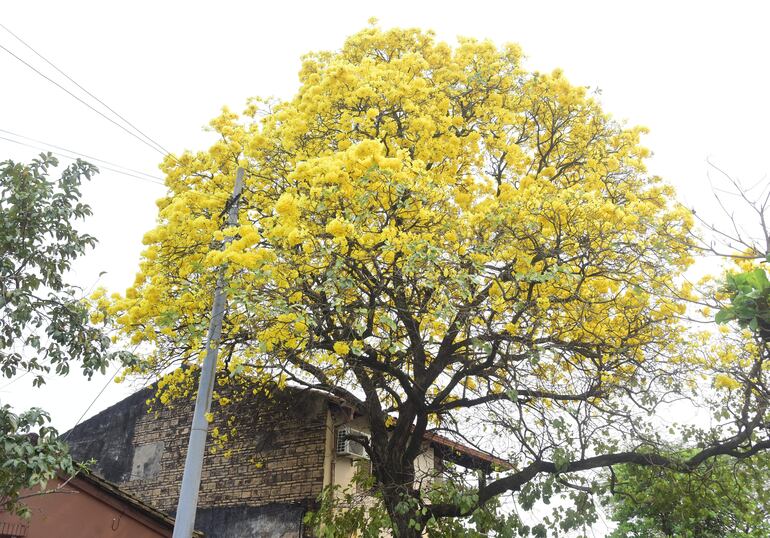 Los lapachos amarillos contrastaban ayer con un cielo mayormente gris, que incluso fue "poco saludable" en algunos barrios de Asunción, según mediciones de IQ Air.